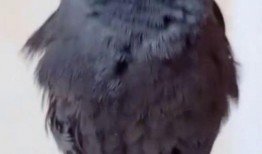 八哥今年爆料视频播放,揭秘娱乐圈幕后真相