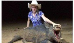 猎猪在线观看,揭秘网络猎奇背后的惊悚故事